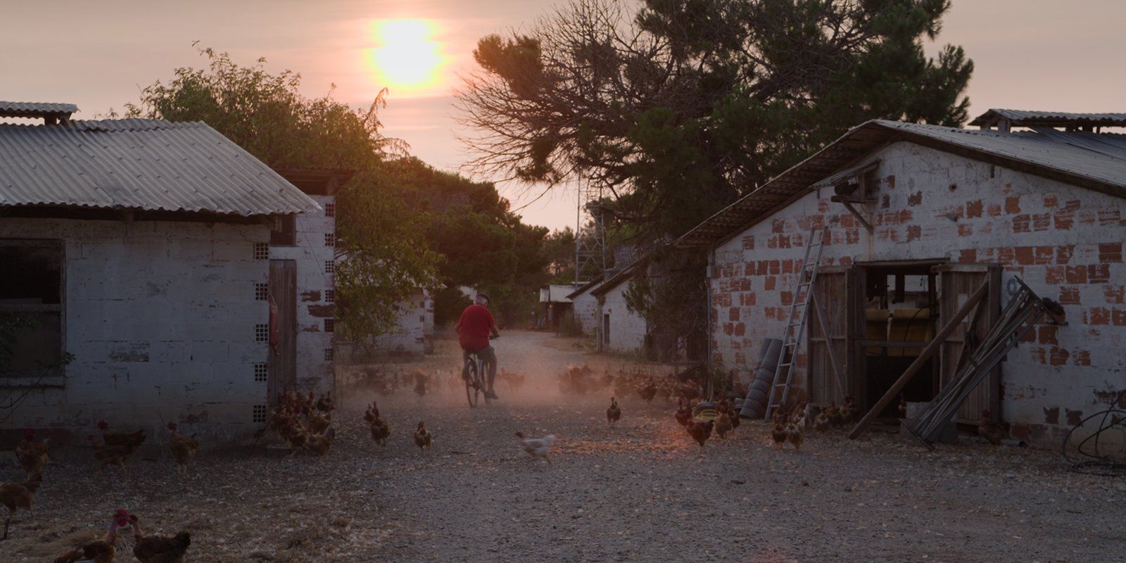 Elever au grain (Alice Godard)
