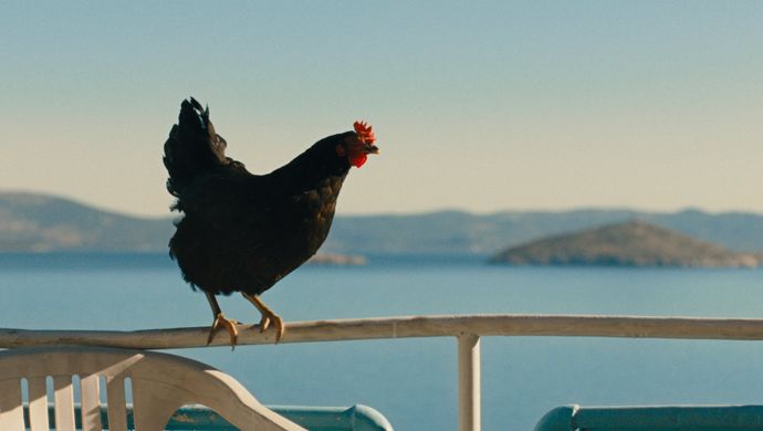 Hen (Györgi Palfi)