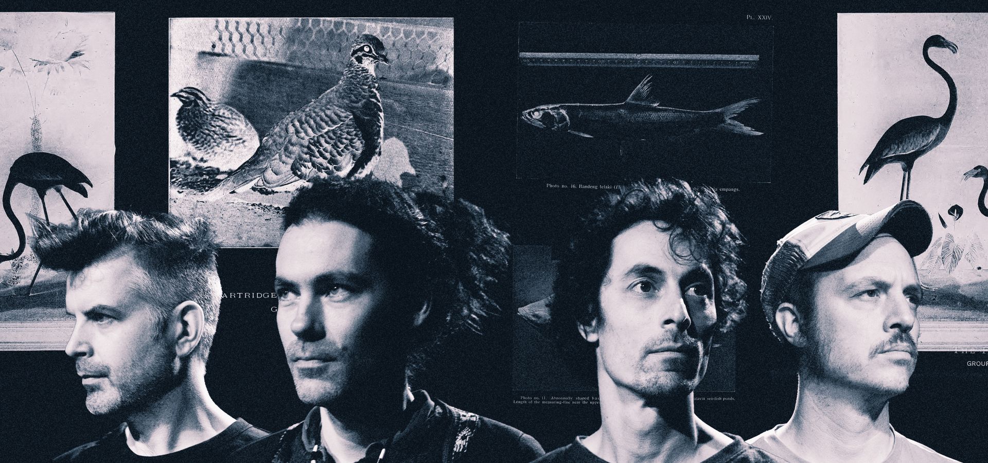 Echoes of Zoo