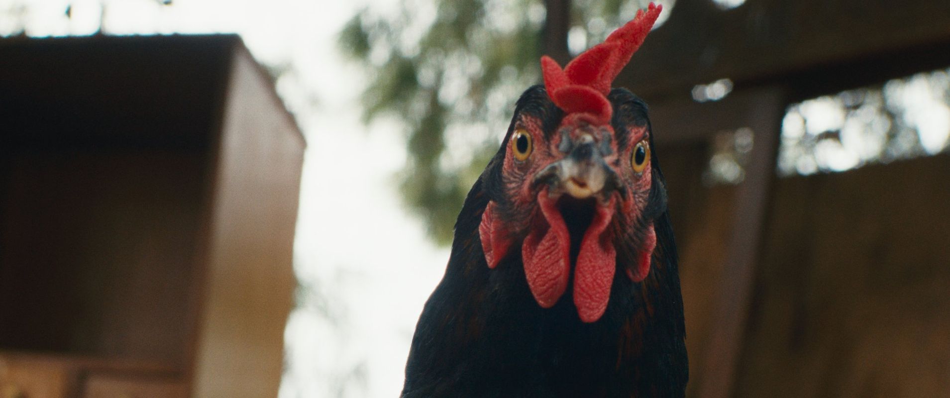 Hen (Györgi Palfi)