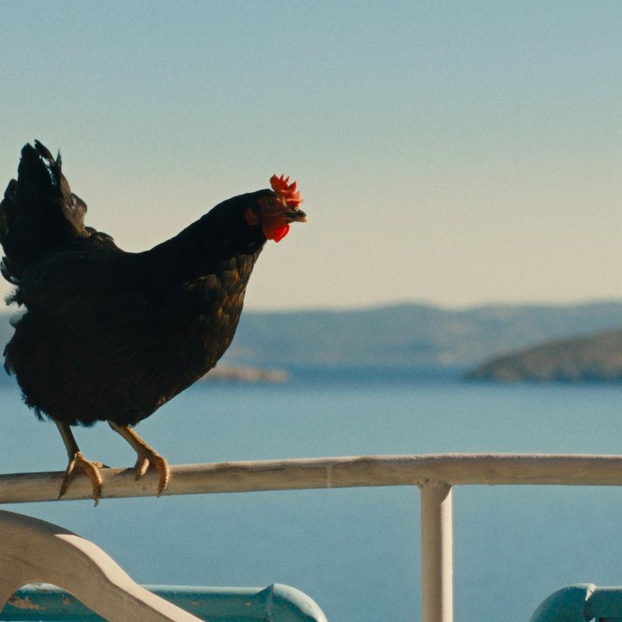 Hen (Györgi Palfi)