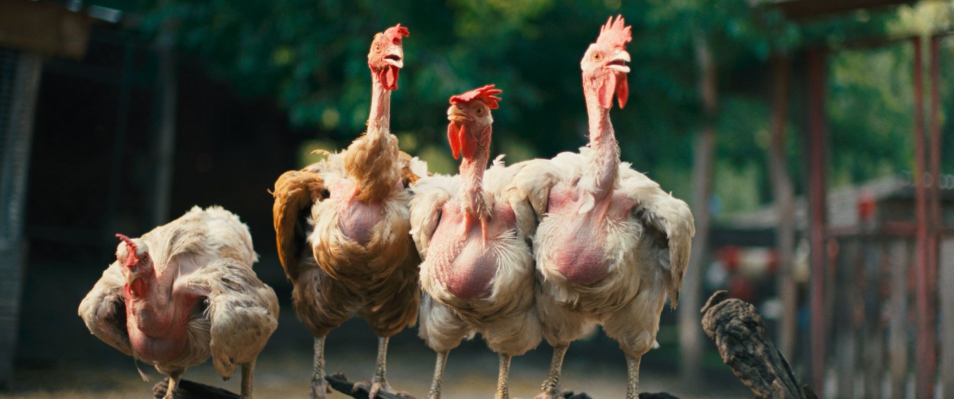 Hen (Györgi Palfi)