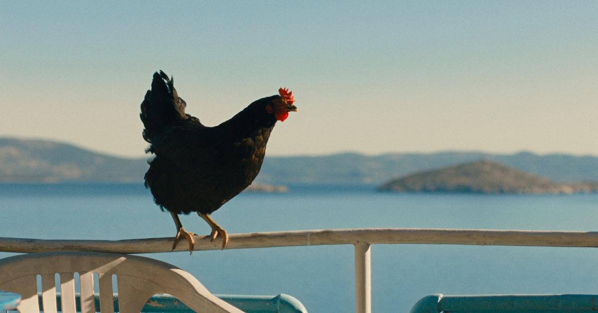 Hen